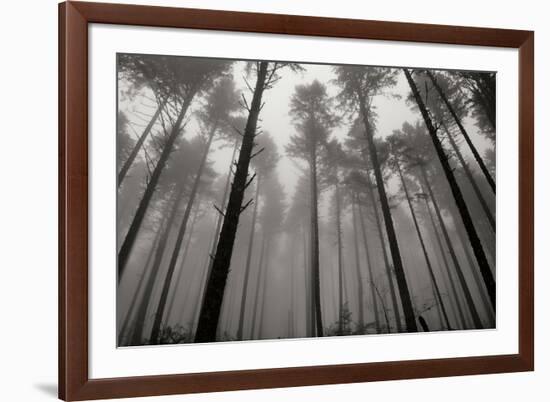 Redwoods II-Brian Moore-Framed Photographic Print