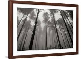 Redwoods II-Brian Moore-Framed Photographic Print