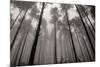 Redwoods II-Brian Moore-Mounted Photographic Print