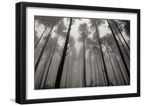 Redwoods II-Brian Moore-Framed Photographic Print