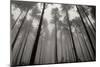 Redwoods II-Brian Moore-Mounted Photographic Print