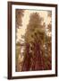 Redwoods II-Debra Van Swearingen-Framed Photographic Print