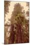 Redwoods II-Debra Van Swearingen-Mounted Photographic Print
