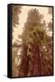 Redwoods II-Debra Van Swearingen-Framed Stretched Canvas