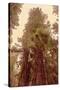 Redwoods II-Debra Van Swearingen-Stretched Canvas