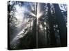 Redwoods in fog, Redwood National Park, California, USA-Charles Gurche-Stretched Canvas