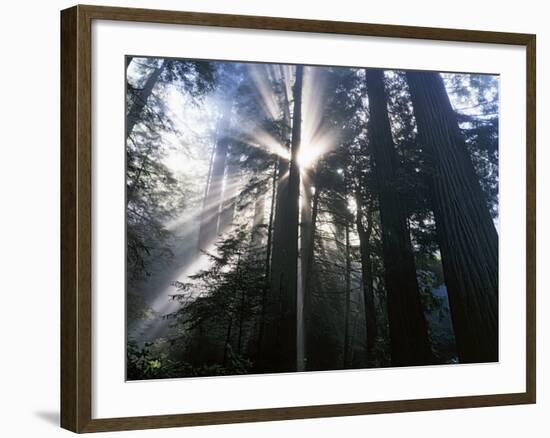 Redwoods in fog, Redwood National Park, California, USA-Charles Gurche-Framed Photographic Print