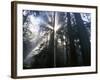 Redwoods in fog, Redwood National Park, California, USA-Charles Gurche-Framed Photographic Print