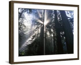 Redwoods in fog, Redwood National Park, California, USA-Charles Gurche-Framed Photographic Print