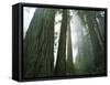 Redwoods in fog, Redwood National Park, California, USA-Charles Gurche-Framed Stretched Canvas