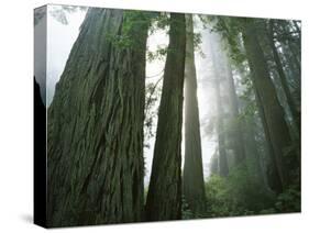 Redwoods in fog, Redwood National Park, California, USA-Charles Gurche-Stretched Canvas