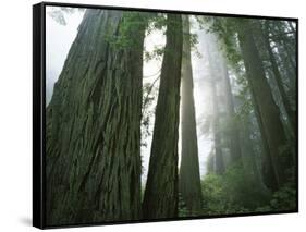 Redwoods in fog, Redwood National Park, California, USA-Charles Gurche-Framed Stretched Canvas