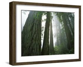 Redwoods in fog, Redwood National Park, California, USA-Charles Gurche-Framed Premium Photographic Print