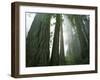 Redwoods in fog, Redwood National Park, California, USA-Charles Gurche-Framed Photographic Print