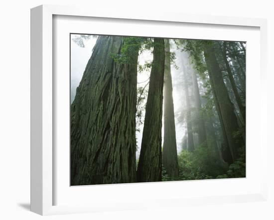 Redwoods in fog, Redwood National Park, California, USA-Charles Gurche-Framed Photographic Print