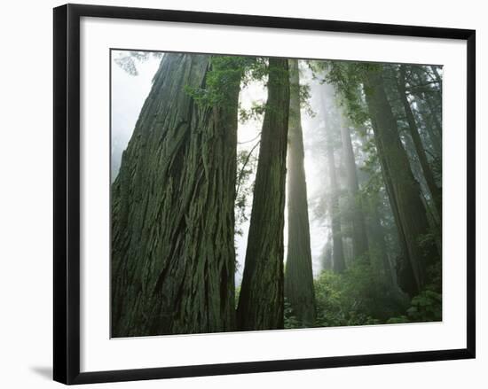 Redwoods in fog, Redwood National Park, California, USA-Charles Gurche-Framed Photographic Print