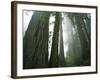 Redwoods in fog, Redwood National Park, California, USA-Charles Gurche-Framed Photographic Print