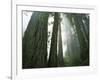 Redwoods in fog, Redwood National Park, California, USA-Charles Gurche-Framed Photographic Print