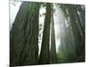 Redwoods in fog, Redwood National Park, California, USA-Charles Gurche-Mounted Photographic Print