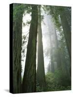 Redwoods in fog, Redwood National Park, California, USA-Charles Gurche-Stretched Canvas