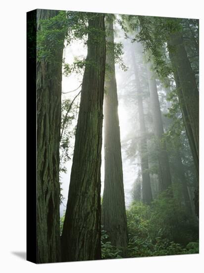 Redwoods in fog, Redwood National Park, California, USA-Charles Gurche-Stretched Canvas