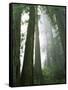 Redwoods in fog, Redwood National Park, California, USA-Charles Gurche-Framed Stretched Canvas