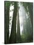 Redwoods in fog, Redwood National Park, California, USA-Charles Gurche-Stretched Canvas