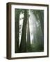 Redwoods in fog, Redwood National Park, California, USA-Charles Gurche-Framed Photographic Print