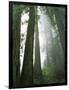 Redwoods in fog, Redwood National Park, California, USA-Charles Gurche-Framed Photographic Print