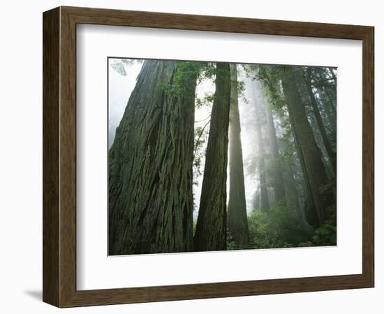 Redwoods in fog, Redwood National Park, California, USA-Charles Gurche-Framed Photographic Print