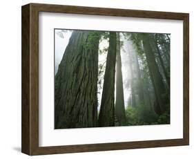 Redwoods in fog, Redwood National Park, California, USA-Charles Gurche-Framed Photographic Print