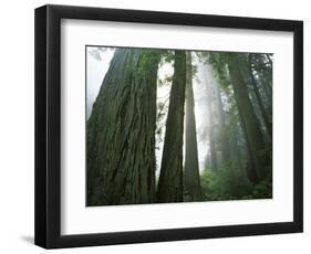 Redwoods in fog, Redwood National Park, California, USA-Charles Gurche-Framed Photographic Print