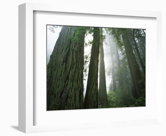 Redwoods in fog, Redwood National Park, California, USA-Charles Gurche-Framed Photographic Print