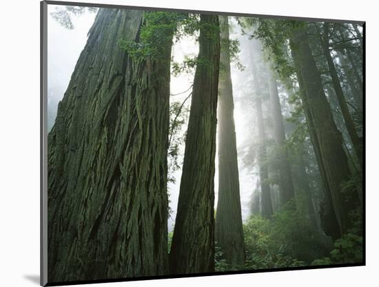 Redwoods in fog, Redwood National Park, California, USA-Charles Gurche-Mounted Photographic Print