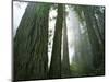 Redwoods in fog, Redwood National Park, California, USA-Charles Gurche-Mounted Photographic Print