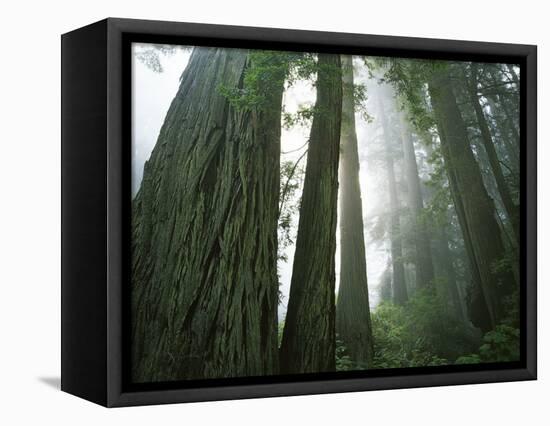 Redwoods in fog, Redwood National Park, California, USA-Charles Gurche-Framed Stretched Canvas