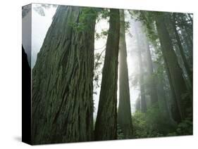 Redwoods in fog, Redwood National Park, California, USA-Charles Gurche-Stretched Canvas