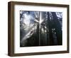 Redwoods in fog, Redwood National Park, California, USA-Charles Gurche-Framed Photographic Print