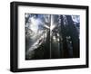 Redwoods in fog, Redwood National Park, California, USA-Charles Gurche-Framed Photographic Print