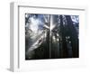 Redwoods in fog, Redwood National Park, California, USA-Charles Gurche-Framed Photographic Print