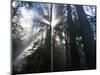 Redwoods in fog, Redwood National Park, California, USA-Charles Gurche-Mounted Photographic Print