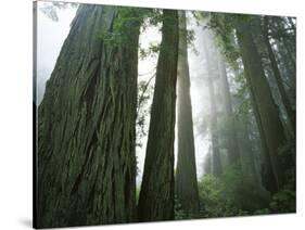 Redwoods in fog, Redwood National Park, California, USA-Charles Gurche-Stretched Canvas