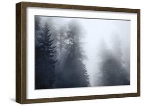 Redwoods Monochrome-Joseph S Giacalone-Framed Giclee Print