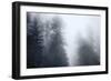 Redwoods Monochrome-Joseph S Giacalone-Framed Giclee Print