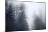 Redwoods Monochrome-Joseph S Giacalone-Mounted Giclee Print