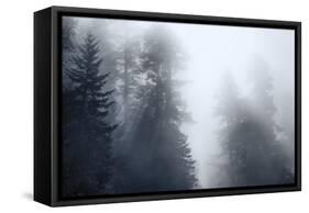 Redwoods Monochrome-Joseph S Giacalone-Framed Stretched Canvas