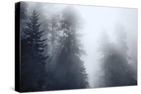 Redwoods Monochrome-Joseph S Giacalone-Stretched Canvas