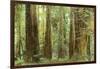 Redwoods, Muir Woods, California-null-Framed Art Print