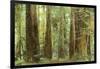 Redwoods, Muir Woods, California-null-Framed Art Print