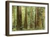 Redwoods, Muir Woods, California-null-Framed Art Print